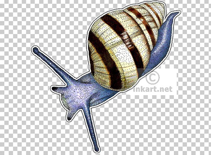 Land Snail Drawing Tree Snail Achatinella Fulgens PNG, Clipart, Animals, Drawing, Gastropods, Giant African Snail, Hawaii Free PNG Download