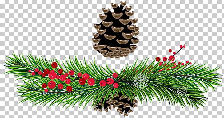 Pine Conifer Cone Christmas PNG, Clipart, Branch, Christmas, Christmas Decoration, Christmas Ornament, Conifer Free PNG Download
