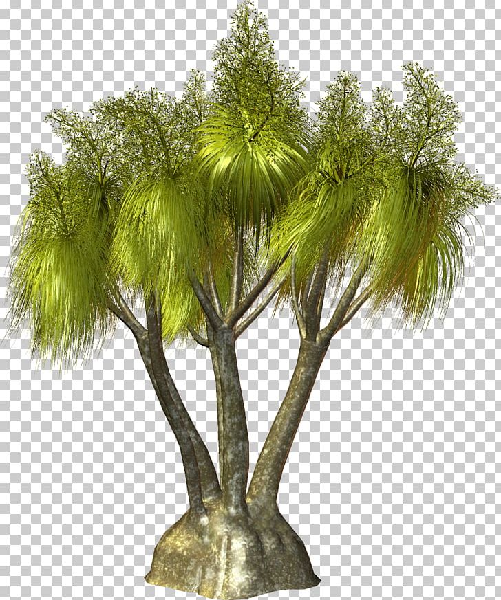 Tree Arecaceae Plant PNG, Clipart, Animation, Arecaceae, Arecales, Branch, Flowerpot Free PNG Download