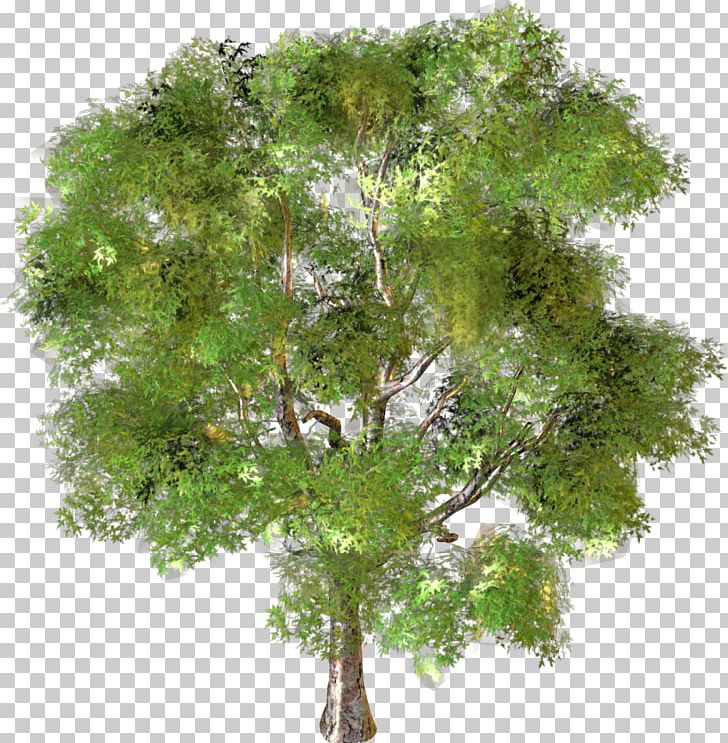 Tree Landscape PNG, Clipart, Agac, Agac Resimleri, Branch, Desktop Wallpaper, Graphic Design Free PNG Download