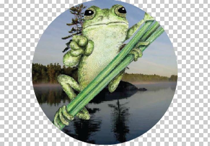 True Frog Leadership Curriculum Knowledge PNG, Clipart, Amphibian, Curriculum, Fauna, Frog, Governance Free PNG Download