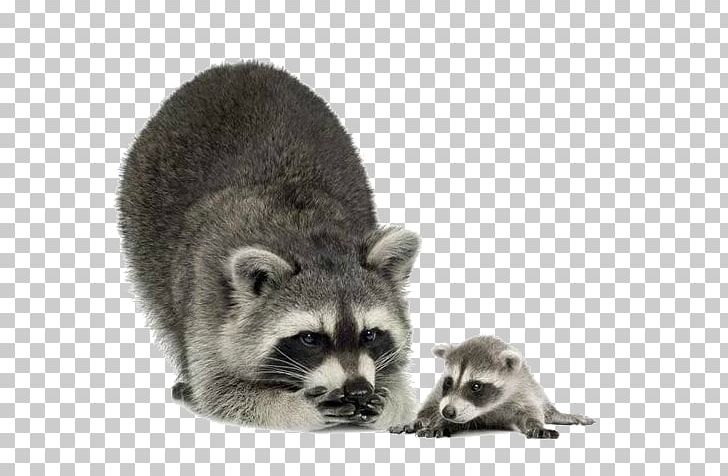 Raccoon PNG, Clipart, Animal, Animals, Baby, Carnivoran, Fur Free PNG Download