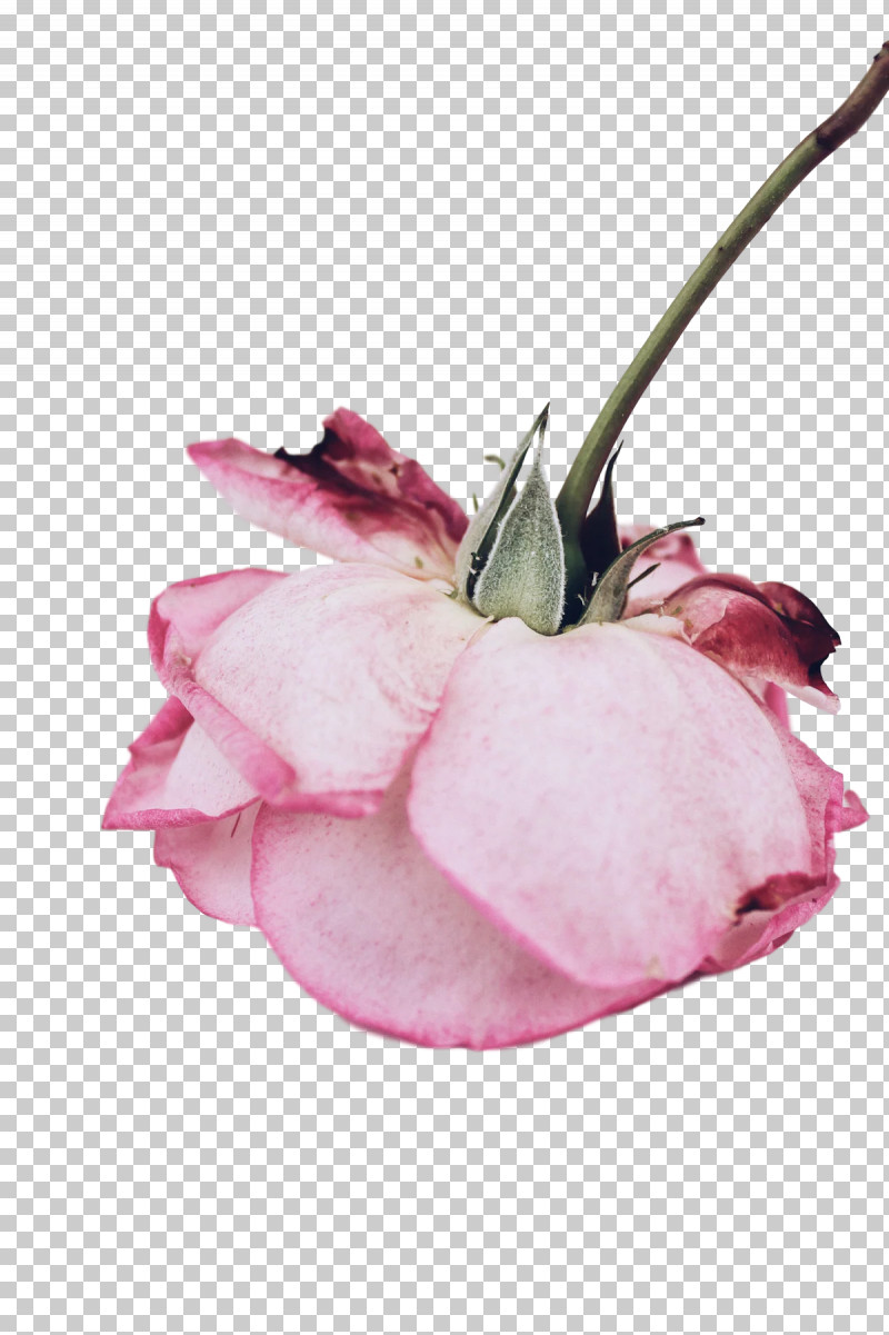 Rose PNG, Clipart, Cut Flowers, Flower, Petal, Rose, Rose Family Free PNG Download