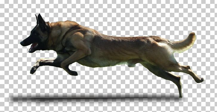 Border Collie Pembroke Welsh Corgi Puppy Dog Runner PNG, Clipart, Animals, Border Collie, Carnivoran, Cincinnati, Collie Free PNG Download