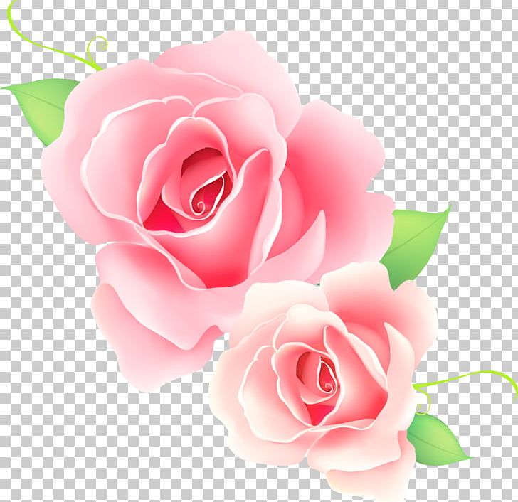 Rose Pink Flower PNG, Clipart, Banquet, Black Rose, China Rose, Closeup, Color Free PNG Download
