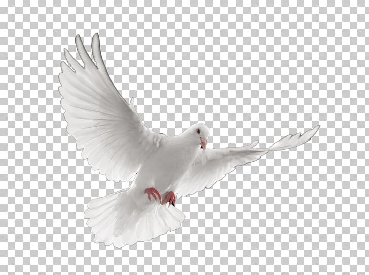 Stroud-Lawrence Funeral Home Cremation Death Funeral Director PNG, Clipart, Beak, Bird, Bless, Cremation, Death Free PNG Download