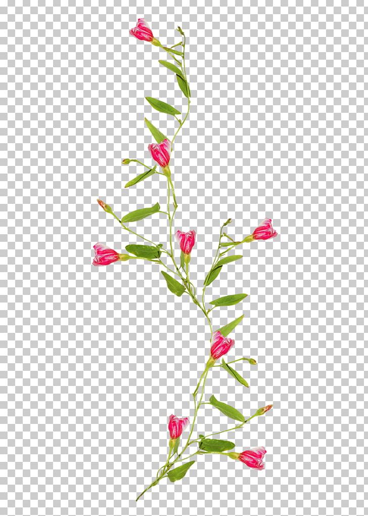 flower vine drawing