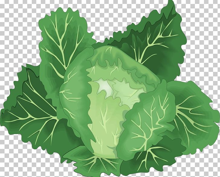 Leaf Vegetable Chinese Cabbage PNG, Clipart, Cabbage, Carrot, Cauliflower, Chinese Cabbage, Collard Greens Free PNG Download