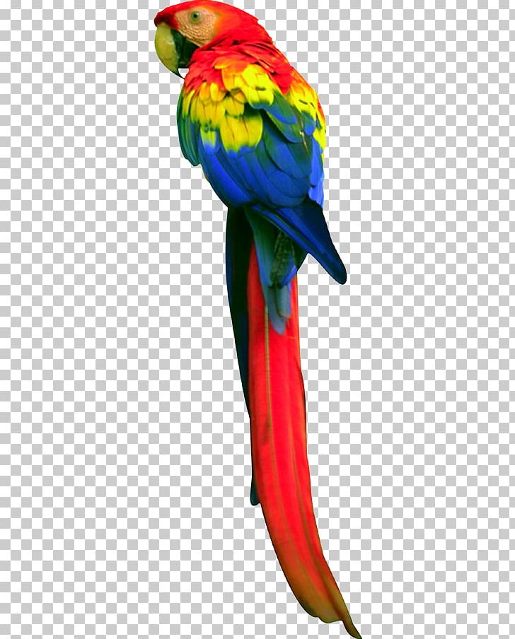Macaw Budgerigar Bird True Parrot Loriini PNG, Clipart, Animal, Animals, Beak, Bird, Budgerigar Free PNG Download