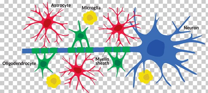 Neuroglia Neuron Cell Astrocyte Microglia PNG, Clipart, Axon, Biology, Circle, Computer Wallpaper, Dendrite Free PNG Download