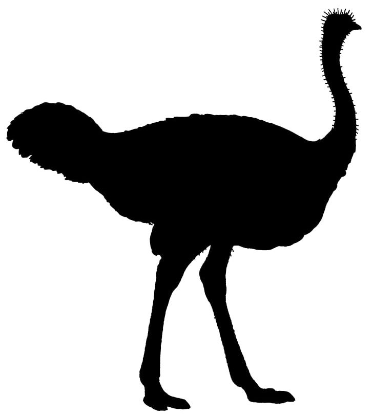 Common Ostrich Flightless Bird Silhouette PNG, Clipart, Animal, Animals, Beak, Bird, Black And White Free PNG Download