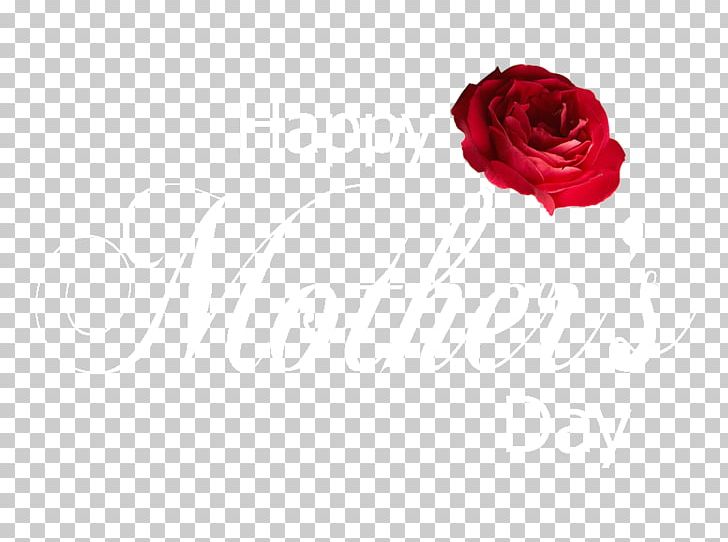Cut Flowers Garden Roses Centifolia Roses Rosaceae PNG, Clipart, Centifolia Roses, Cut Flowers, Floral Design, Floristry, Flower Free PNG Download