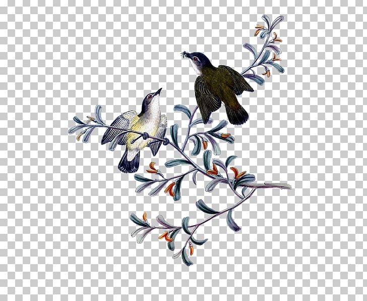 Feather Beak Flowering Plant PNG, Clipart, Animals, Beak, Bird, Branch, Fauna Free PNG Download