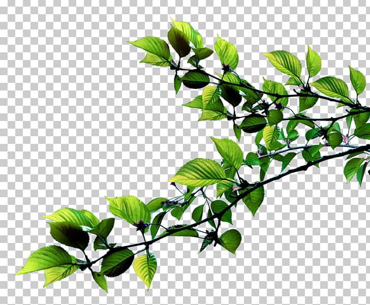 Leaf Plant Stem Twig Succulent Plant PNG, Clipart, Branch, Burknar, Flower, Information, Leaf Free PNG Download