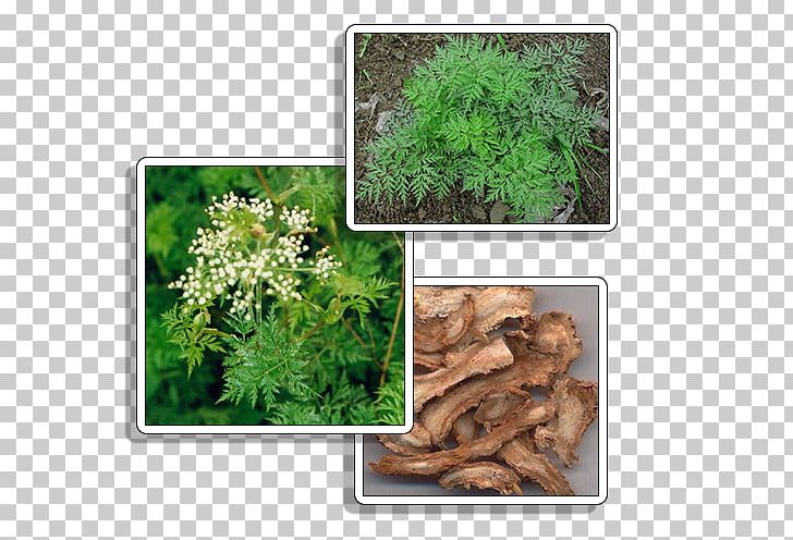 Ligusticum Striatum Chinese Herbology Traditional Chinese Medicine Food PNG, Clipart, American Ginseng, Chinese Herbology, Female Ginseng, Food, Ginseng Free PNG Download
