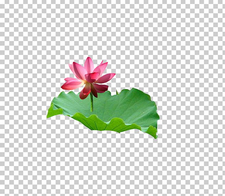 Leaf Nelumbo Nucifera Petal PNG, Clipart, Aquatic Plant, Encapsulated Postscript, Flora, Floral Design, Flower Free PNG Download