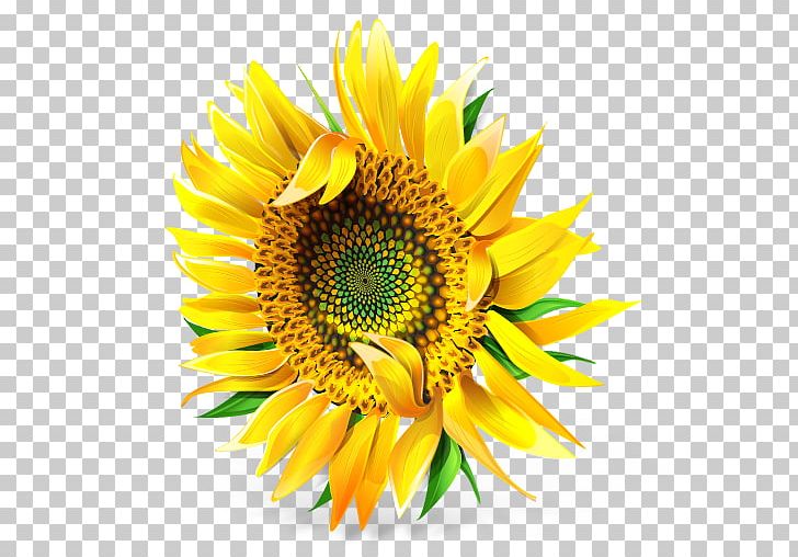Sunflower Seed Pollen Petal PNG, Clipart, Annual Plant, Common Sunflower, Computer Icons, Culture, Cut Flowers Free PNG Download