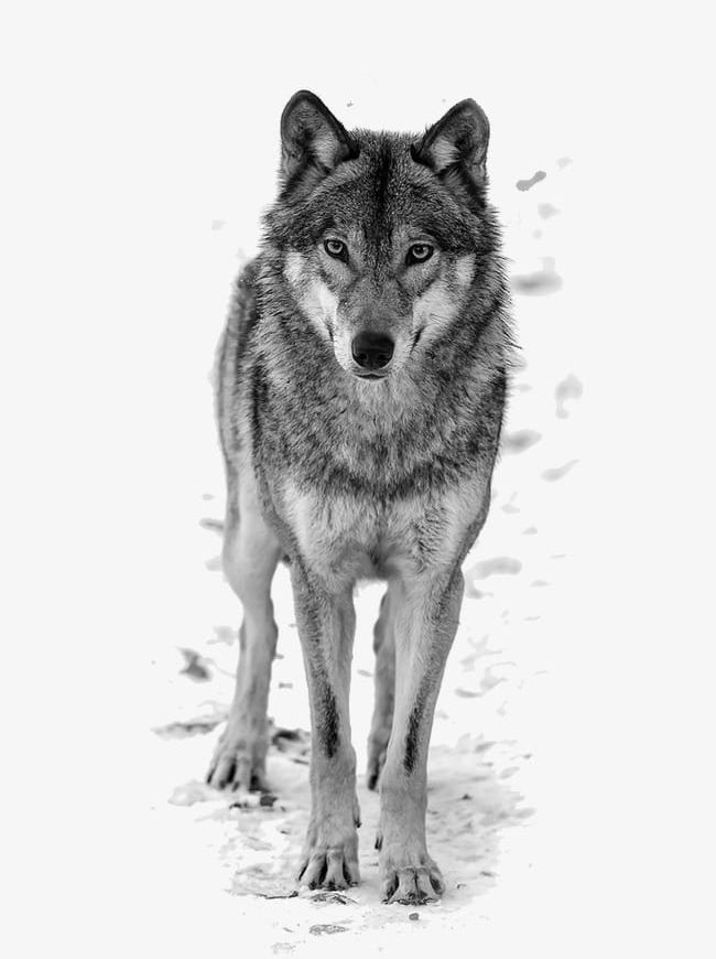 Wolf PNG, Clipart, Animal, Animals, Animal Themes, Arctic, Arctic Wolf Free PNG Download