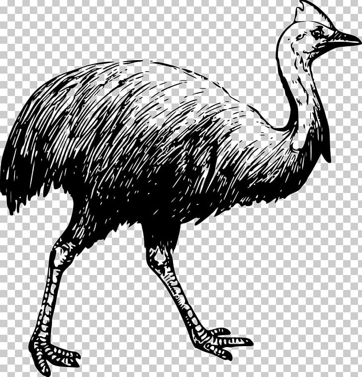 Bird Southern Cassowary Common Ostrich Drawing PNG, Clipart, Animal, Animals, Beak, Birds, Crane Free PNG Download