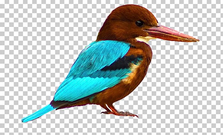 Bird White-mantled Kingfisher Glittering Kingfisher White-throated Kingfisher PNG, Clipart, Animals, Beak, Belted Kingfisher, Bird, Coraciiformes Free PNG Download