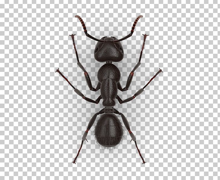 Jack Jumper Ant Black Carpenter Ant Tapinoma Sessile Pest PNG, Clipart, Ant, Arthropod, Beetle, Black Car, Black Garden Ant Free PNG Download