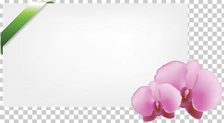 Moth Orchids Petal PNG, Clipart, Art, Blossom, Cerceveler, Flower, Flowering Plant Free PNG Download