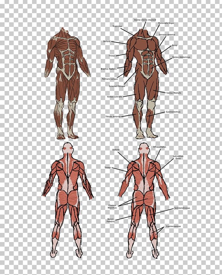 Vitruvian Man Homo Sapiens Muscle Human Body Anatomy PNG, Clipart, Abdomen, Anatomy, Arm, Armour, Back Free PNG Download