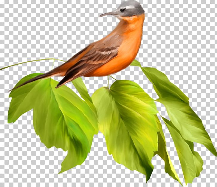 Bird Parrot Beak PNG, Clipart, Animals, Beak, Bird, Branch, Color Free PNG Download