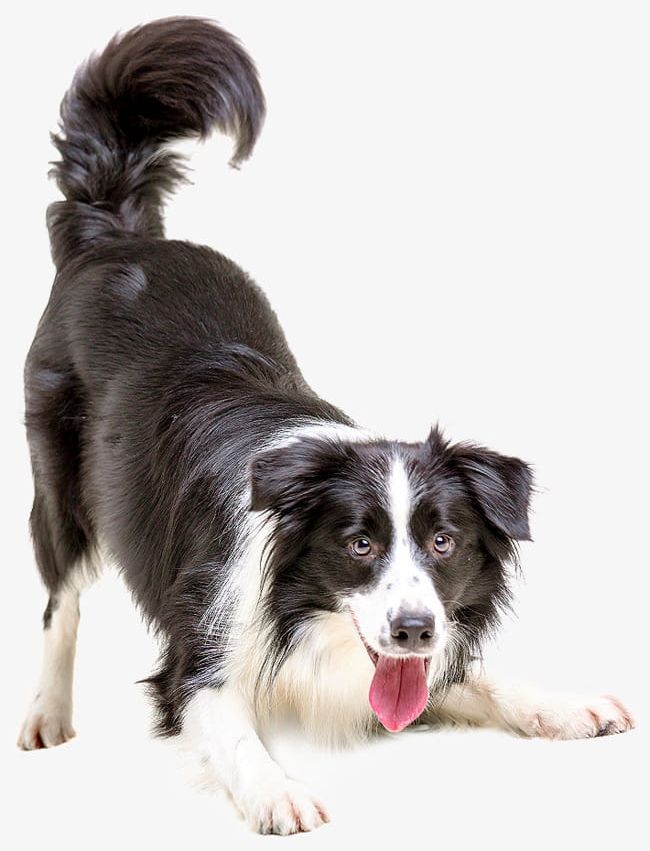 Lively And Lovely Side Of The Dog PNG, Clipart, Animal, Border, Border Collie, Border Shepherd, Canine Free PNG Download