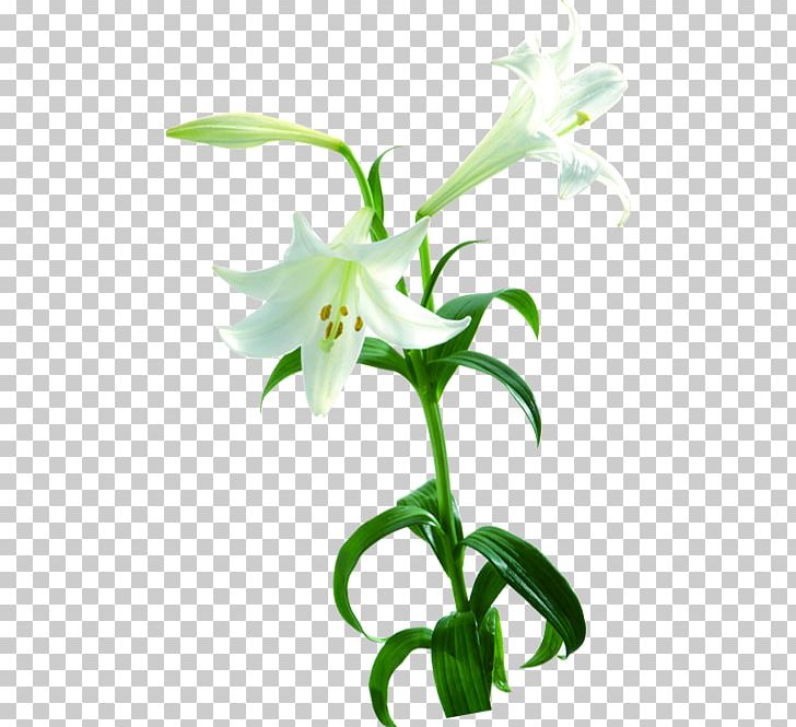 Lilium Flower Photography Plant PNG, Clipart, Dendrobium, Download, Flora, Flowering Plant, Flower Pattern Free PNG Download