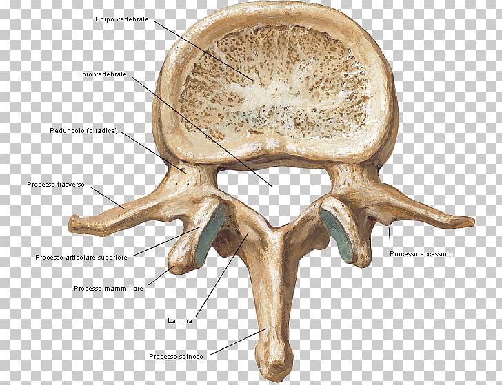 Lumbar Vertebrae Vertebral Column Anatomy PNG, Clipart, Anatomia, Anatomy, Antler, Bone, Cervical Vertebrae Free PNG Download