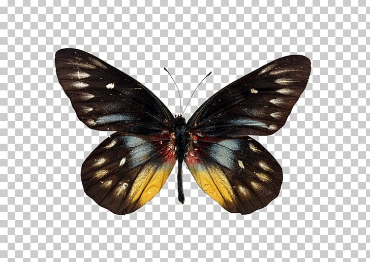 Butterfly Insect PNG, Clipart, Arthropod, Brush Footed Butterfly, Butterflies And Moths, Download, Information Free PNG Download