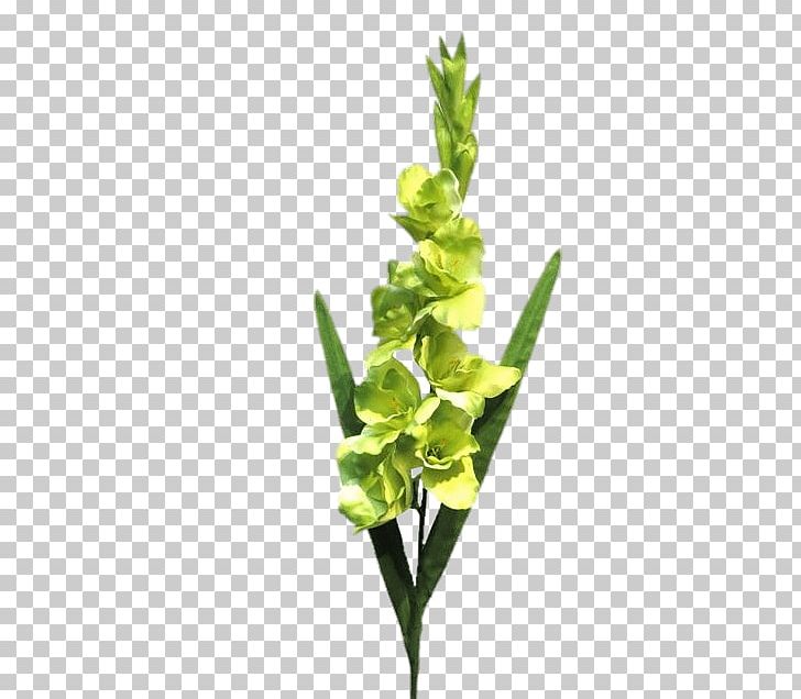 Gladiolus Green Plant Stem Leaf Fuchsia PNG, Clipart, Belle, Code, Flower, Fuchsia, Gladiolus Free PNG Download