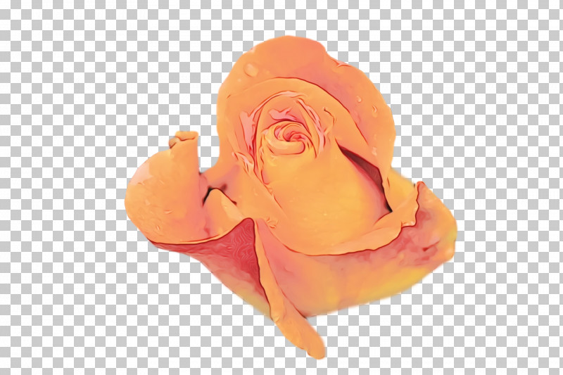 Rose PNG, Clipart, Closeup, Paint, Rose, Rose Family, Watercolor Free PNG Download