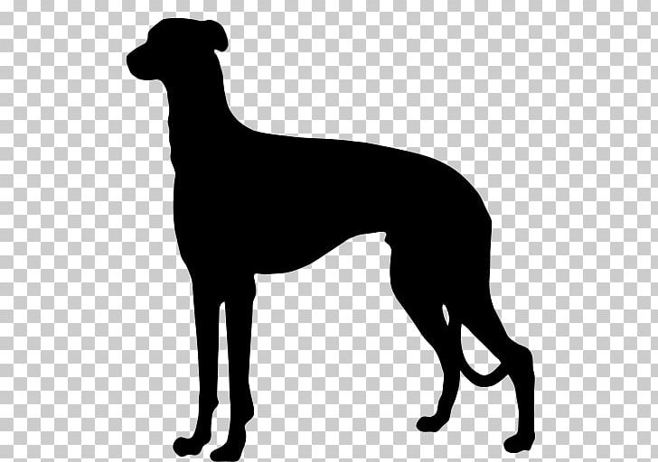 Australian Cattle Dog German Shorthaired Pointer German Wirehaired Pointer Ormskirk Terrier PNG, Clipart, Animals, Animal Sports, Australian Cattle Dog, Azawakh, Black And White Free PNG Download