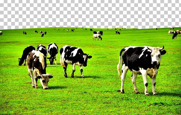 Dairy Cattle Pasture Grassland PNG, Clipart, Animals, Artificial Grass, Cattle, Cattle Like Mammal, Cow Free PNG Download
