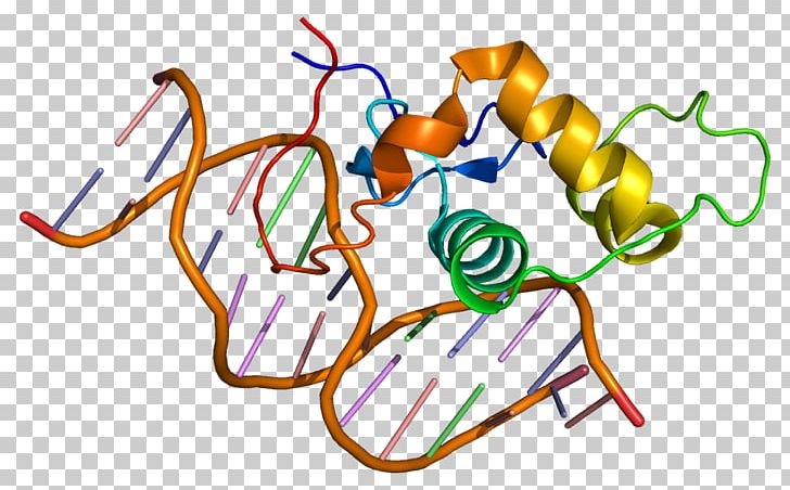 Estrogen-related Receptor Alpha Estrogen Receptor Nuclear Receptor PNG, Clipart, Alpha, Area, Artwork, Cell Signaling, Dnabinding Domain Free PNG Download