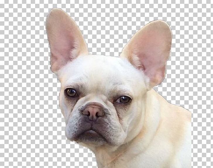 French Bulldog Toy Bulldog Dog Breed Companion Dog PNG, Clipart, Breed, Bulldog, Carnivoran, Companion Dog, Dog Free PNG Download