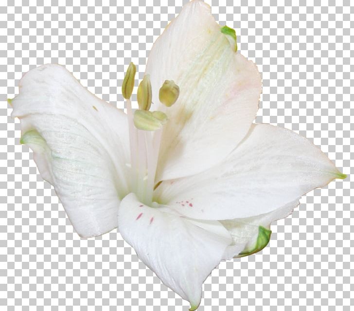 Jersey Lily Iris Family Mallows Belladonna PNG, Clipart, Amaryllis, Amaryllis Belladonna, Belladonna, Family, Flower Free PNG Download