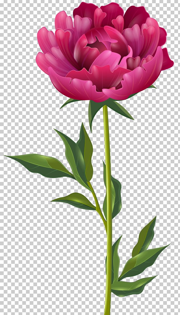 Peony Flower Paeonia Officinalis PNG, Clipart, Blog, Bud, Clip Art, Cut Flowers, Floral Design Free PNG Download