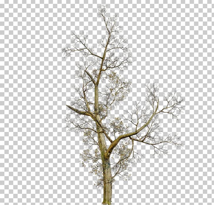 Tree PlayStation Portable PNG, Clipart, Agac, Agac Resimleri, Aloe Dichotoma, Branch, Digital Image Free PNG Download