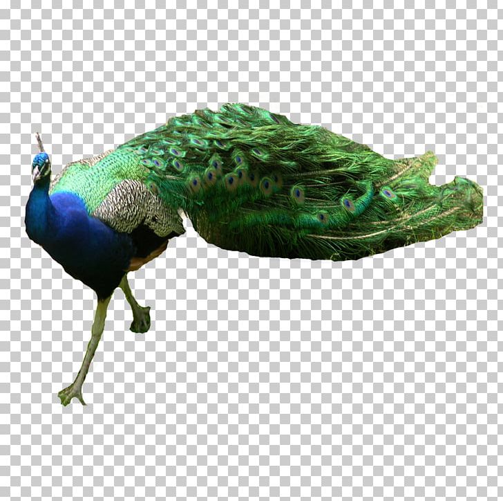 Asiatic Peafowl Green Peafowl PNG, Clipart, 3d Animation, Adobe Illustrator, Animals, Animal Vector, Animation Free PNG Download