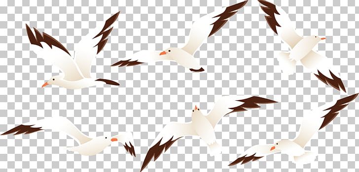 Bird Beer Germany Black-browed Albatross PNG, Clipart, Albatross, Albatross Vector, Animals, Atlantic, Background Black Free PNG Download