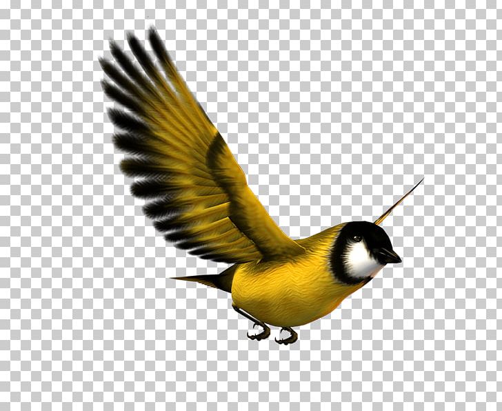 Finches Bird Eurasian Magpie Flight Parrot PNG, Clipart, Animals, Beak, Bird, Bird Flight, Download Free PNG Download