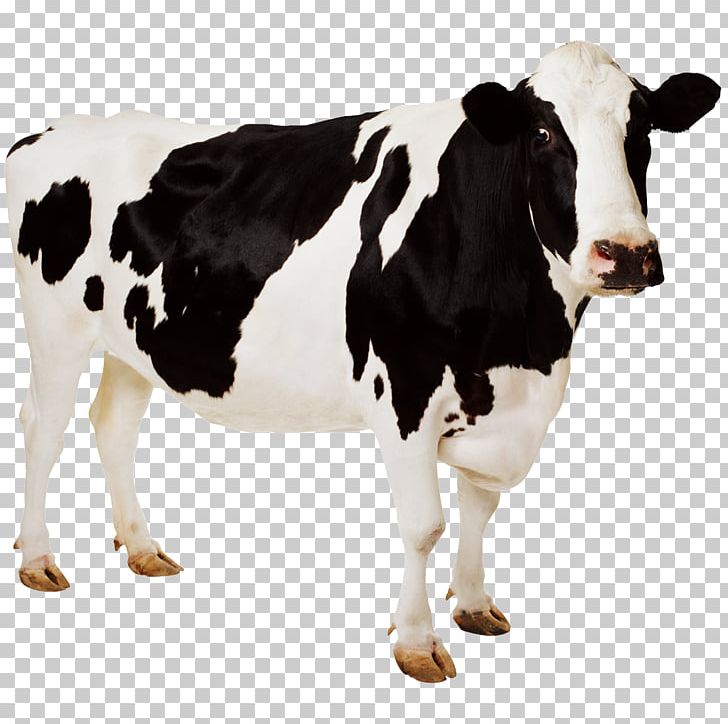 Holstein Friesian Cattle Cow Aurochs Desktop PNG, Clipart, 4k Resolution, Animals, Aurochs, Cattle, Cattle Feeding Free PNG Download