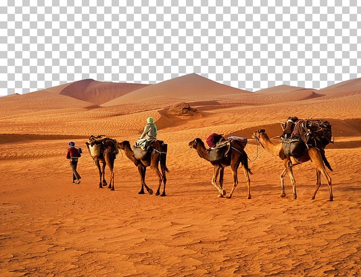 Mau0142e Tablice PNG, Clipart, Adventure, Aeolian Landform, Animals, Arabian Camel, Arizona Desert Free PNG Download