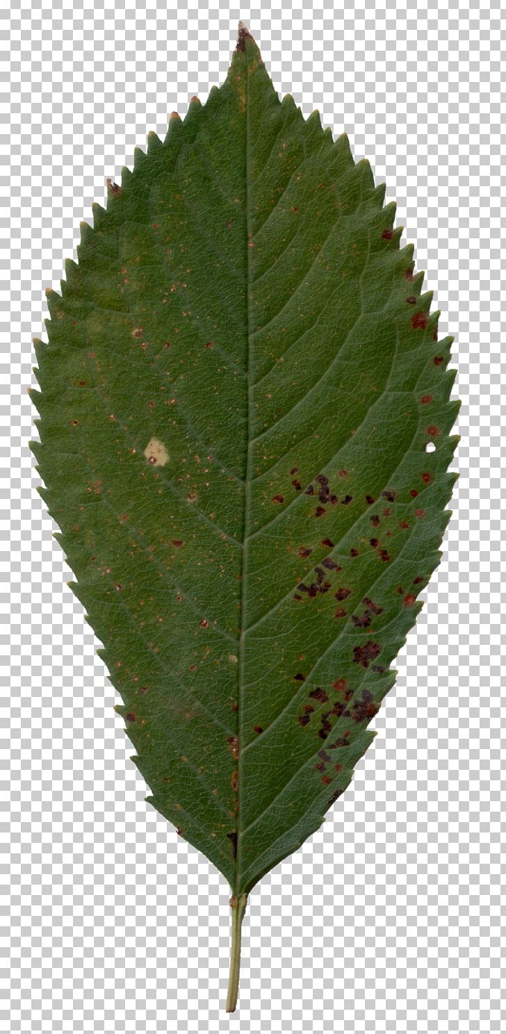 Plant Pathology Leaf Tree PNG, Clipart, Leaf, Pathology, Plant, Plant Pathology, Tree Free PNG Download