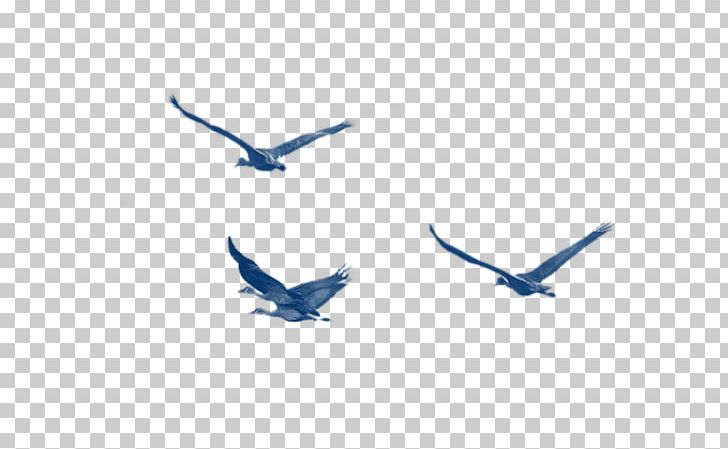 Bird Blue Pattern PNG, Clipart, Animals, Asuka, Beak, Bird, Bird Cage Free PNG Download