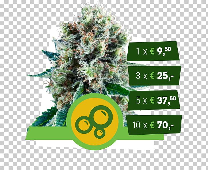 Kush Autoflowering Cannabis Cannabis Ruderalis Seed PNG, Clipart, Arjan Roskam, Autoflowering Cannabis, Bubble, Cannabidiol, Cannabis Free PNG Download