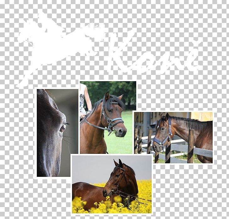 Valeč Castle Halter Foal Mustang Stallion PNG, Clipart, Bit, Bridle, Fauna, Foal, Halter Free PNG Download